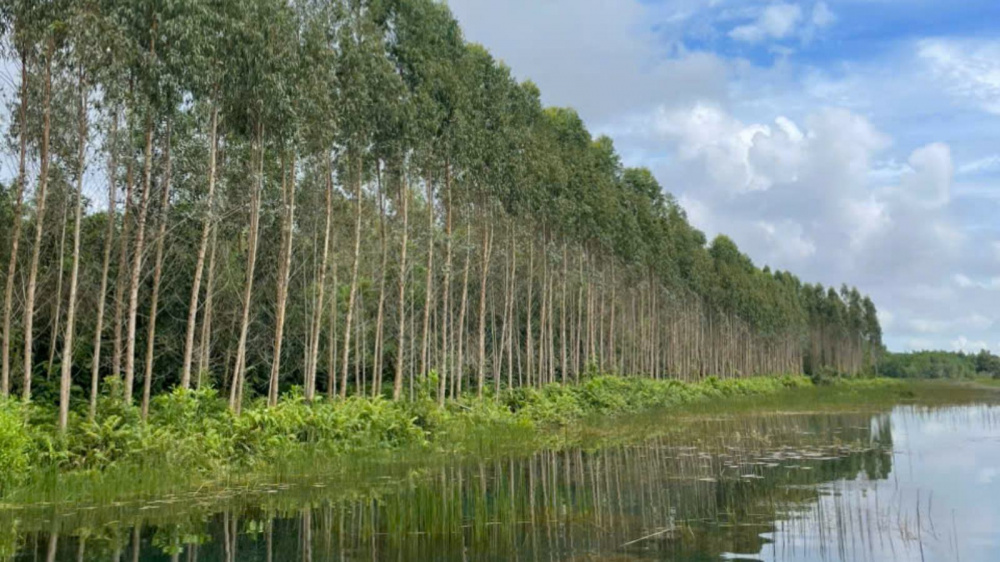 Lâm Nghiệp Kiên Giang