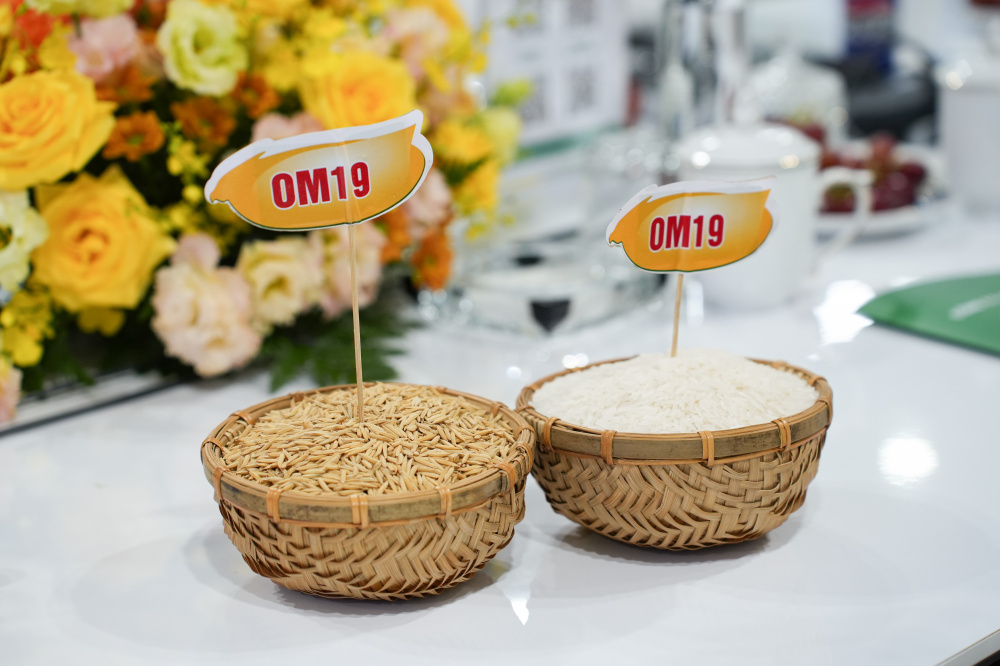Gạo A An