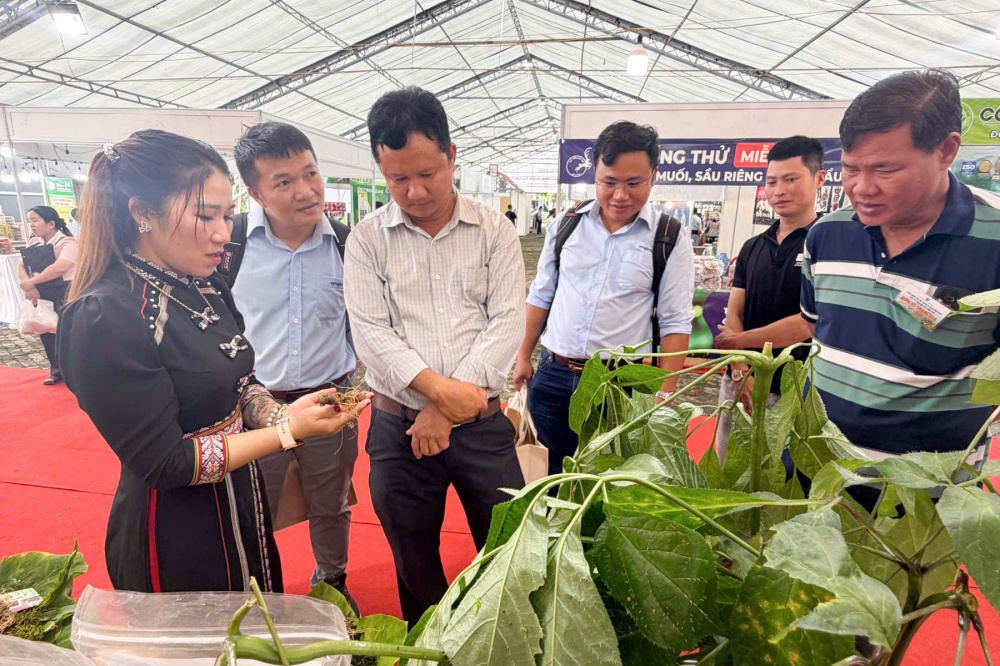 Gian hàng sâm Ngọc Linh và dược liệu của thành phố Đà Nẵng trưng bày tại Lễ hội.