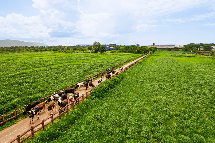 Chuẩn chất lượng được Vinamilk mở rộng trên toàn chuỗi, từ nguyên liệu, trang trại đến sản xuất và thành phẩm. (2)