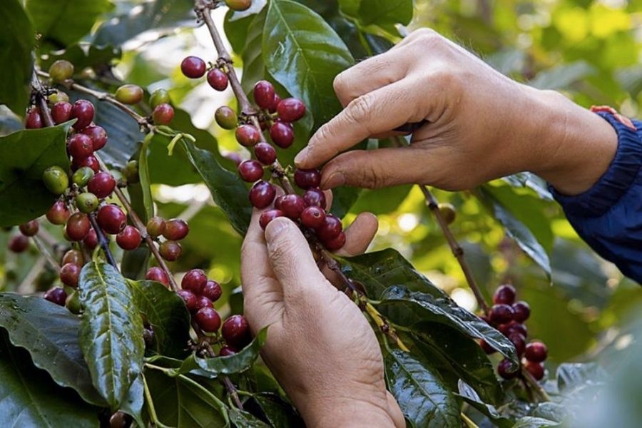 Khi “Made in Vietnam” kể câu chuyện Việt Nam