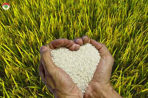 MS 02 - Tác giả Nguyễn Bình với tác phẩm "Gạo hữu cơ Orgagro - niềm tin cho sức khoẻ"