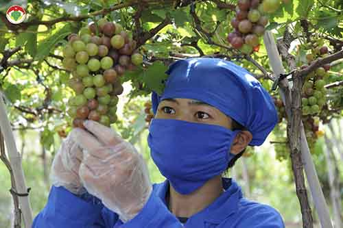 MS 08 - Tác giả Nguyễn Huy với tác phẩm "Nho sạch Ba Mọi Phan Rang. Đường đến nông trại ông Ba Mọi dễ tìm không chỉ vì nó có tên trên tour tham quan Tháp Chăm -Poklongarai - làng gốm Bầu Trúc, mà sự nổi tiếng của ông đến mức hỏi bất kỳ ai ở Ninh Thuận cũng biết. Đứng từ cầu Mống trên sông Dinh, có thể thấy nông trại ông trải dài, xanh mướt với điệp trùng nho"