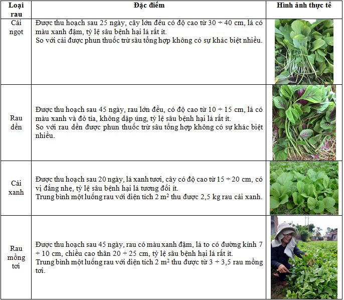 ac-iem-cua-hoa-mau-thu-hoach-khi-su-dung-dich-co-ac-la-neem-ninh-thuan-trong-phong-tru-sau-benh