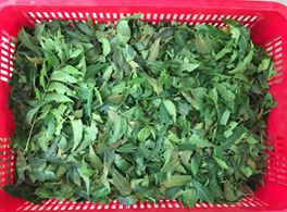 la-neem-ninh-thuan