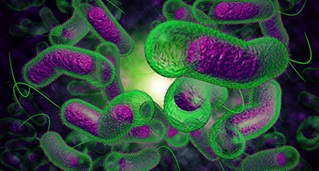 Vibrio Parahaemolyticus