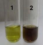 Vibrio Parahaemolyticus