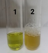 Vibrio Parahaemolyticus