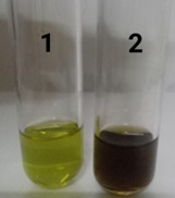 Vibrio Parahaemolyticus