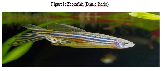 Danio Rerio