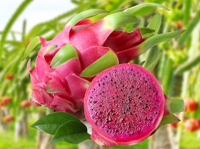 Tận dụng quy tắc xuất xứ trong xuất khẩu hàng hóa Việt Nam