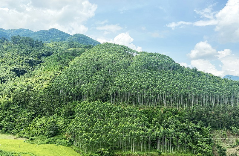 môi trường rừng