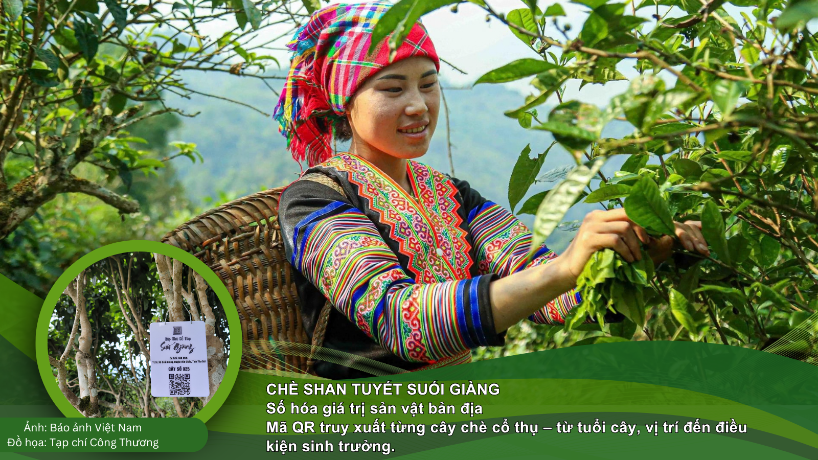Chè Shan Tuyết