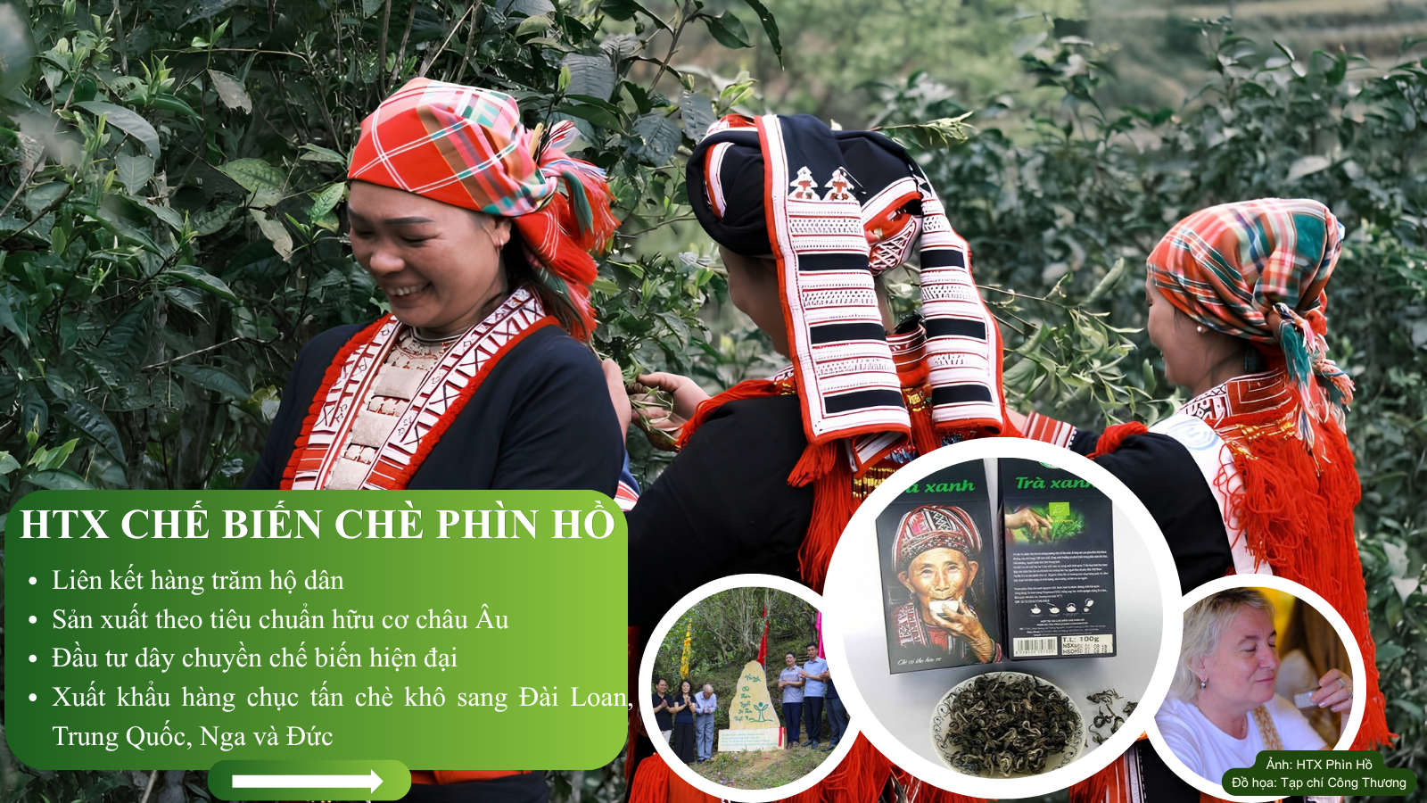HTX chè Phìn Hồ