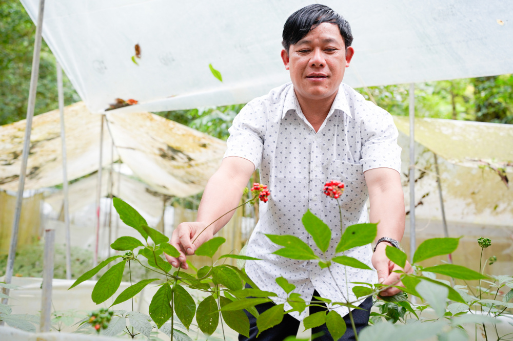 Ông Nguyễn Văn Lượng được xem là một tỷ phú từ việc trồng, bảo tồn và khai thác cây sâm Ngọc Linh.