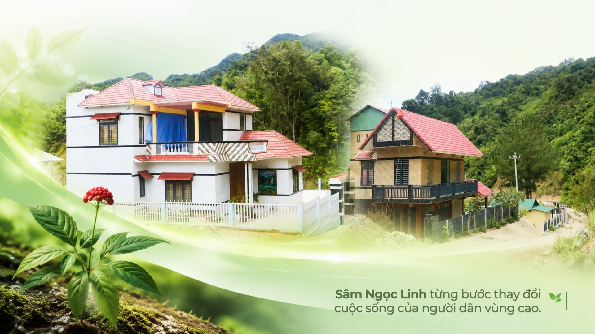 sâm Ngọc Linh