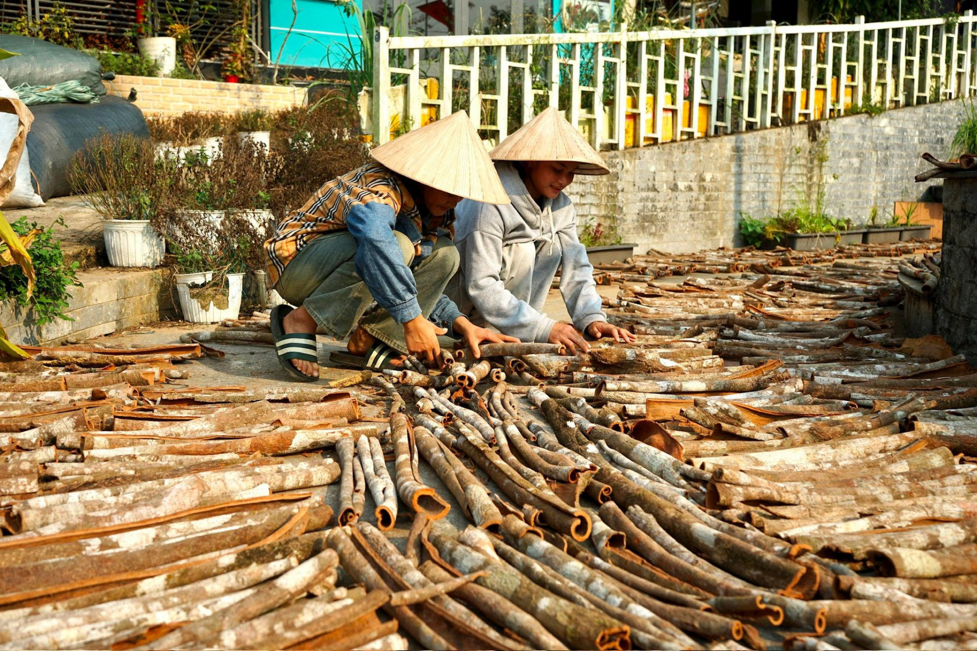 quế trà My