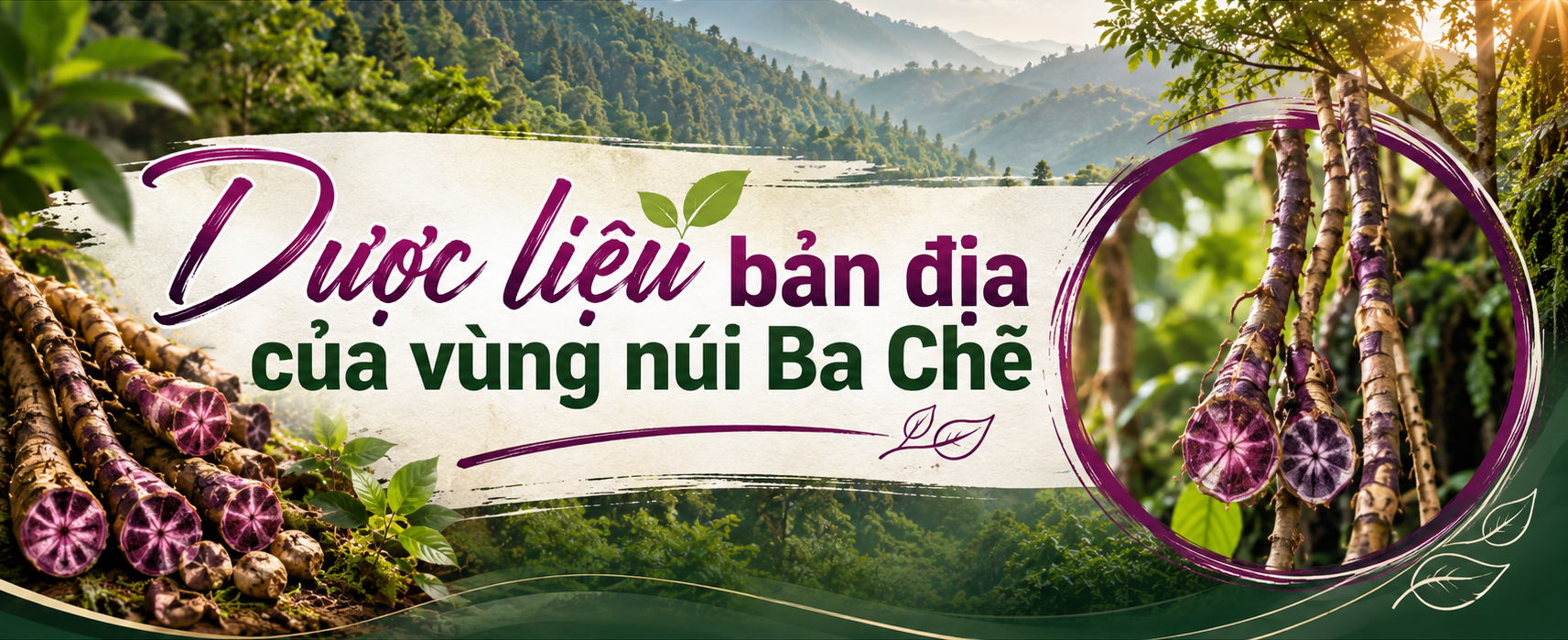 [E-Magazine] Ba kích Ba Chẽ: Nâng giá trị “vàng tím” dưới tán rừng