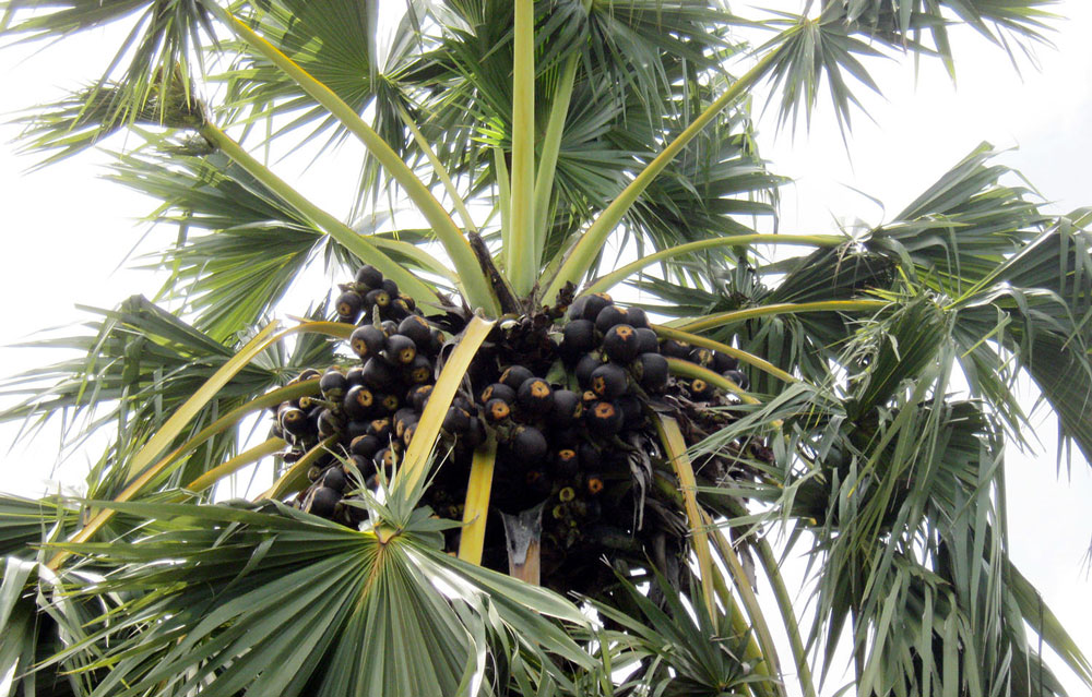 An Giang