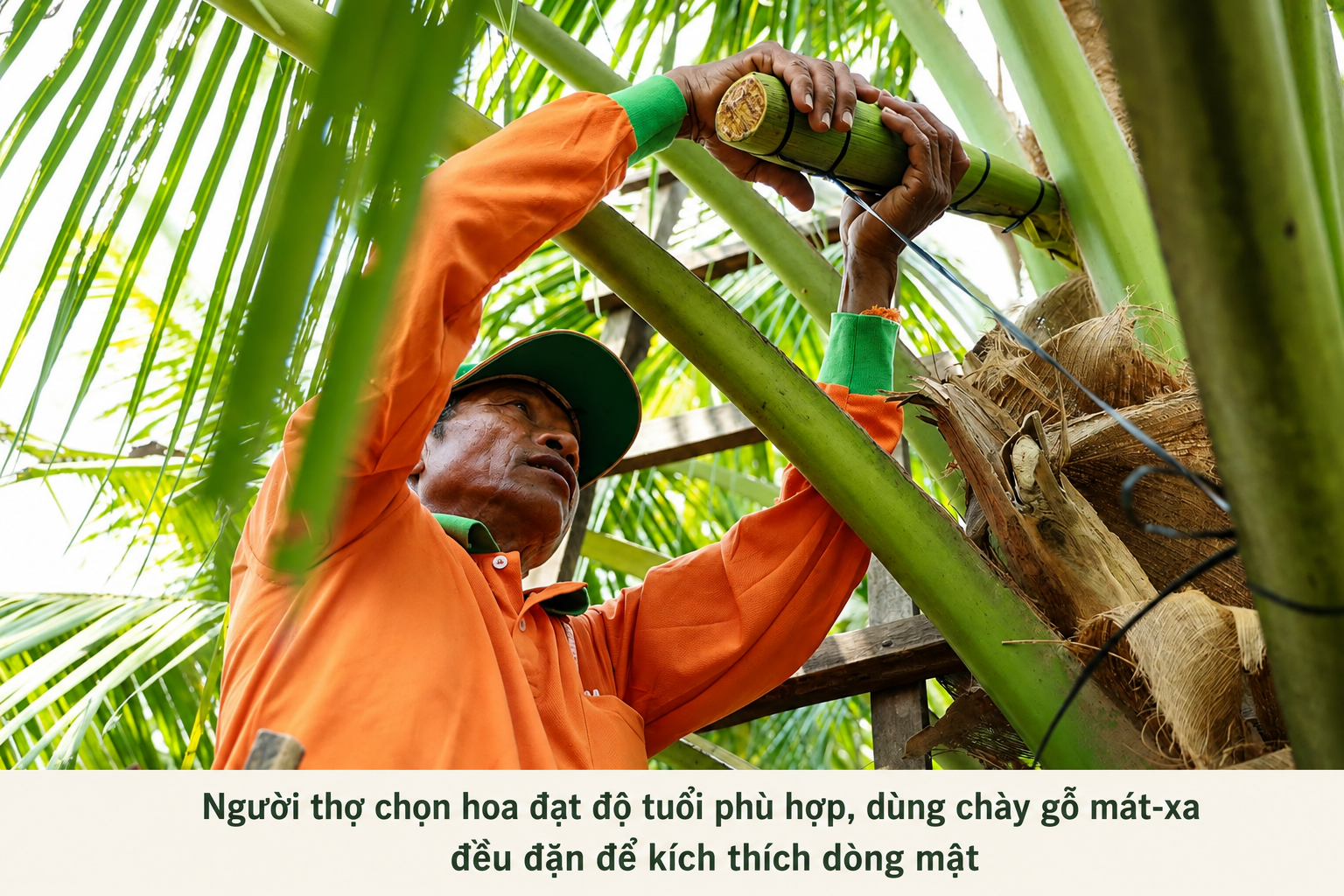mật hoa dừa