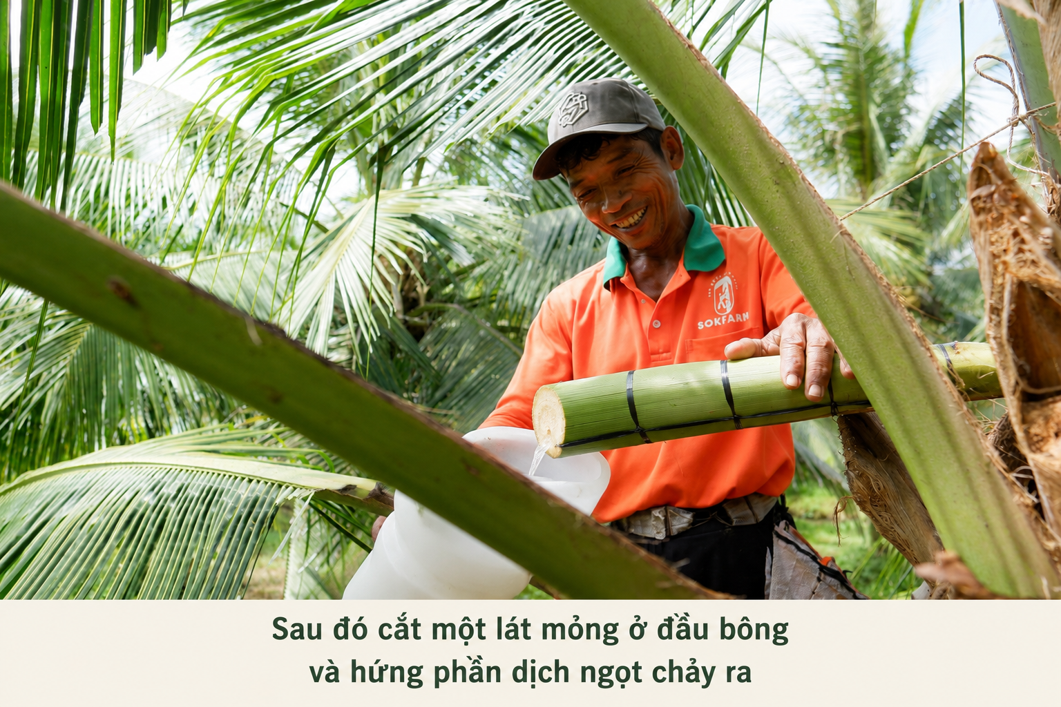 mật hoa dừa