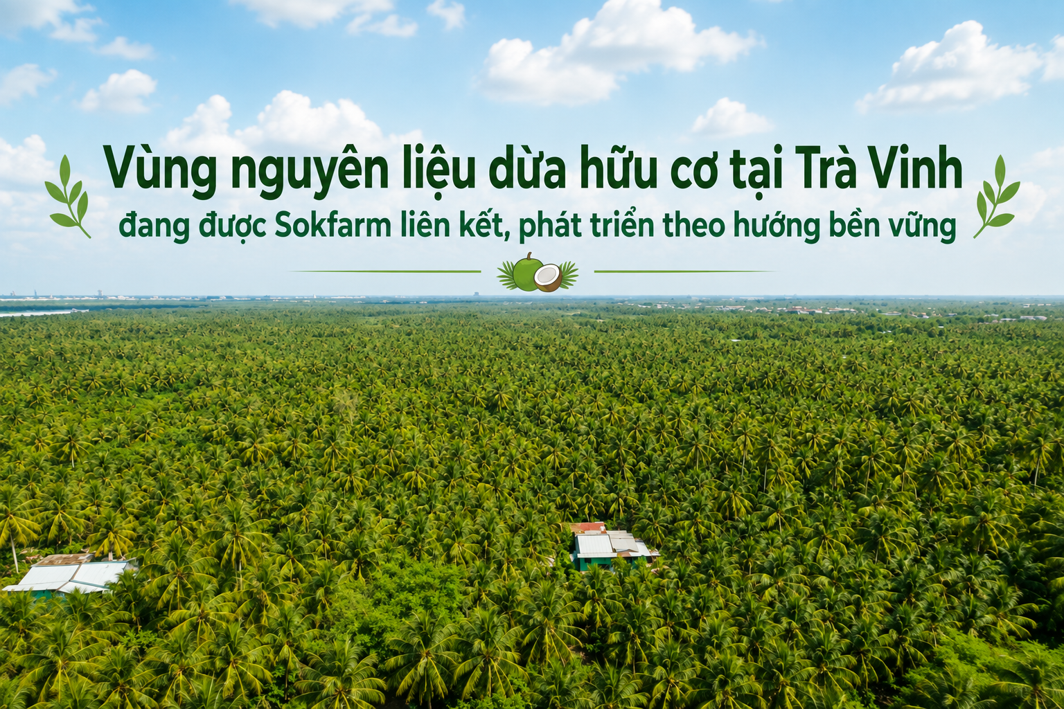 mật hoa dừa