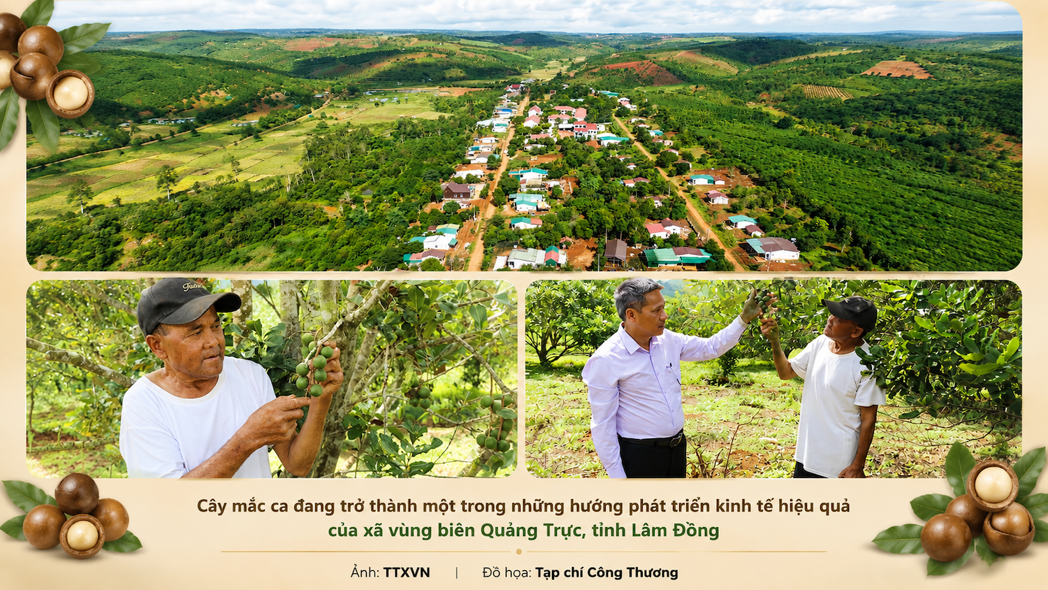 cây mắc ca