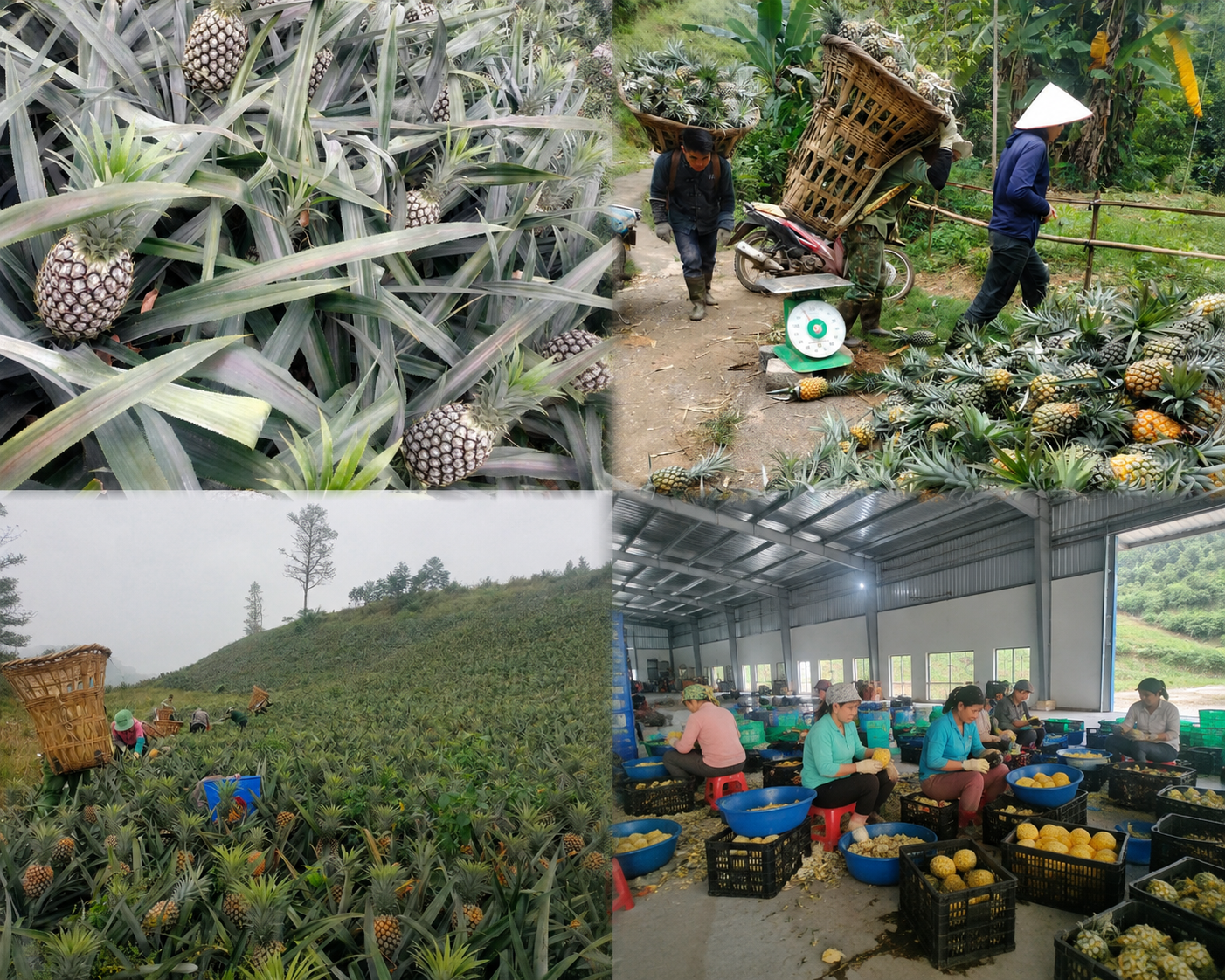 Dứa Bản Lầu