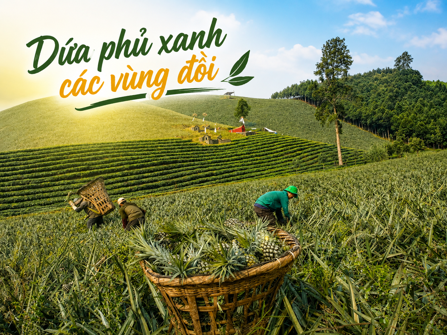 Dứa Bản Lầu