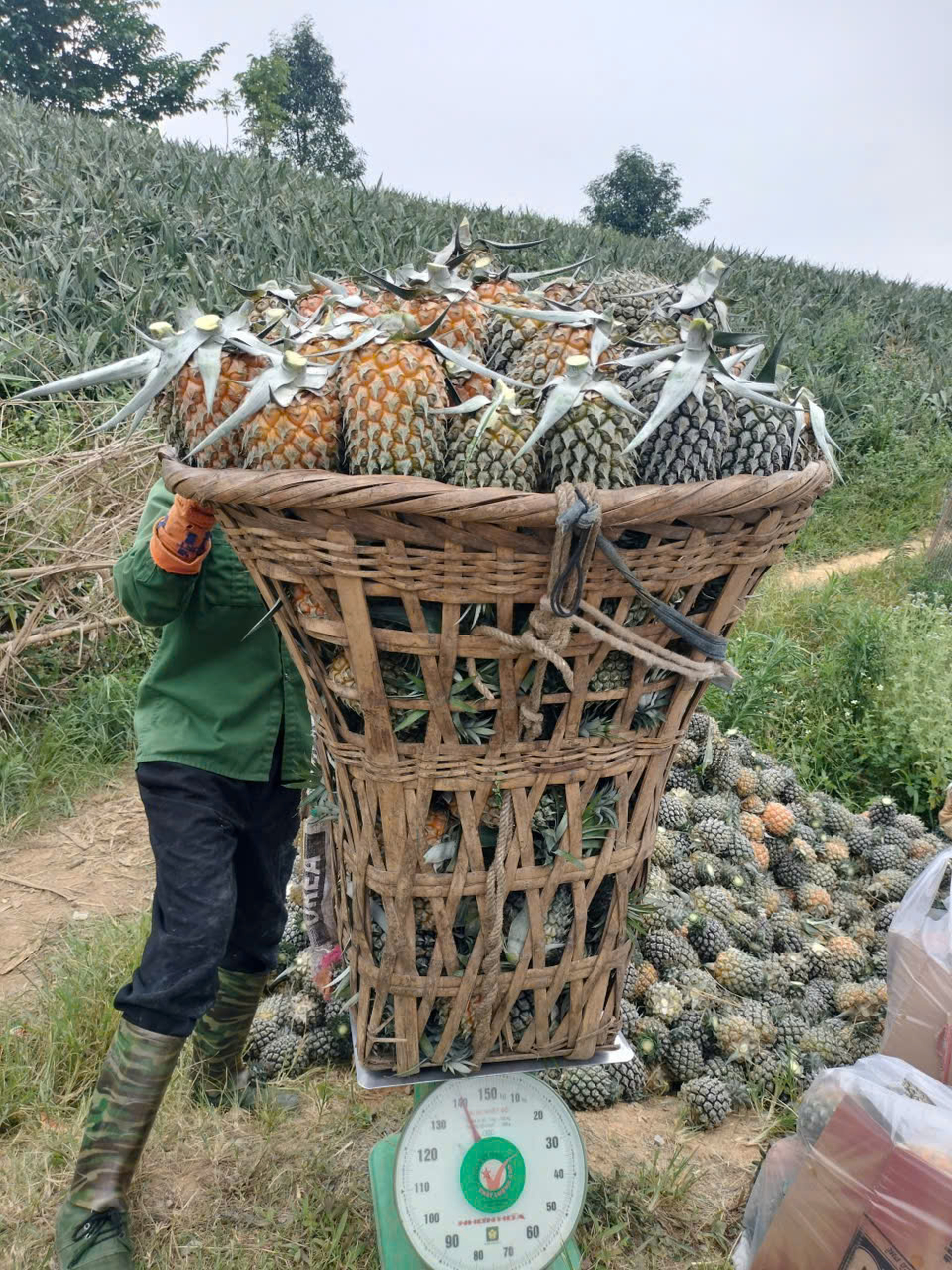 dứa Bản Lầu