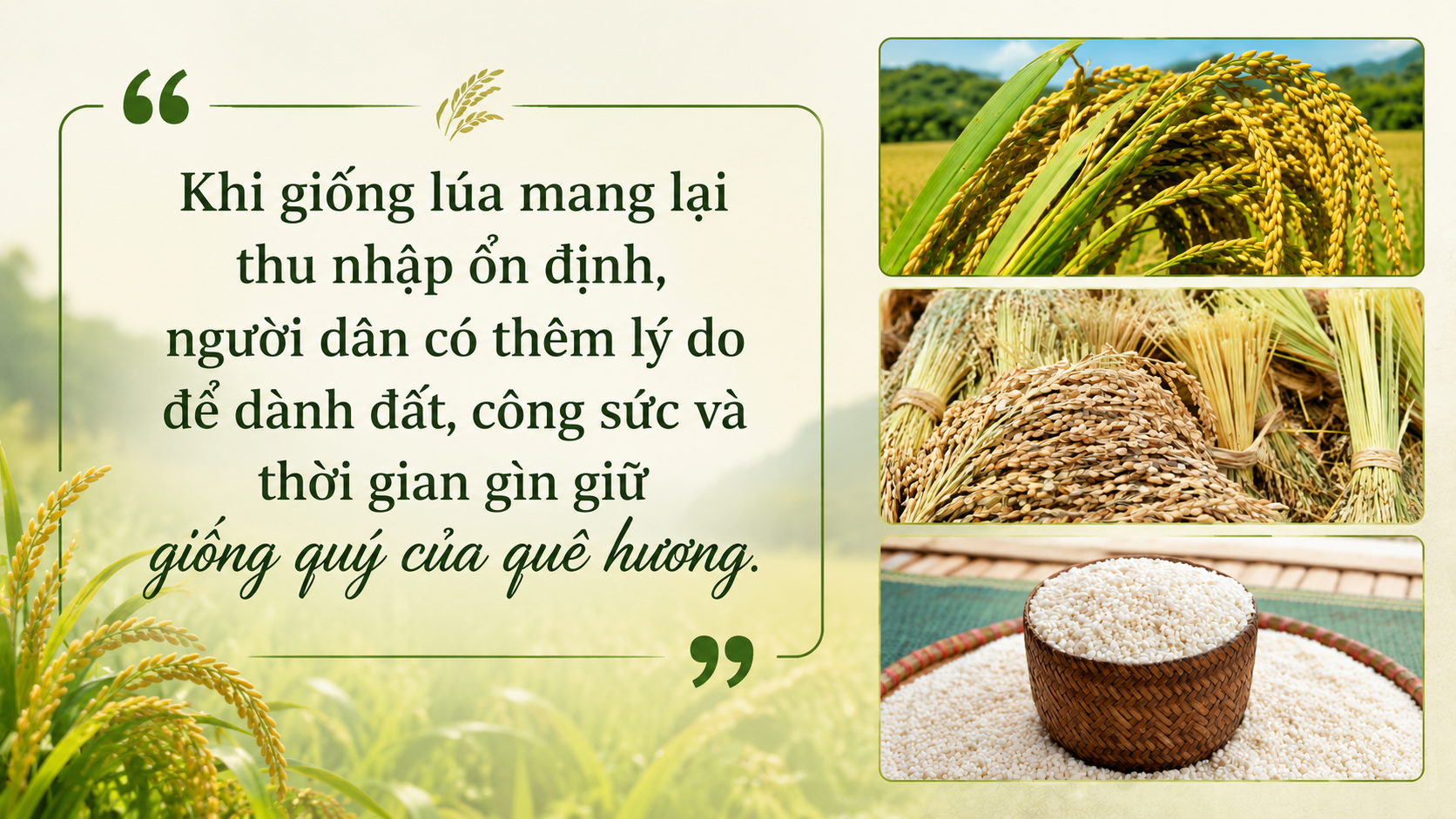 nếp Cay Nọi