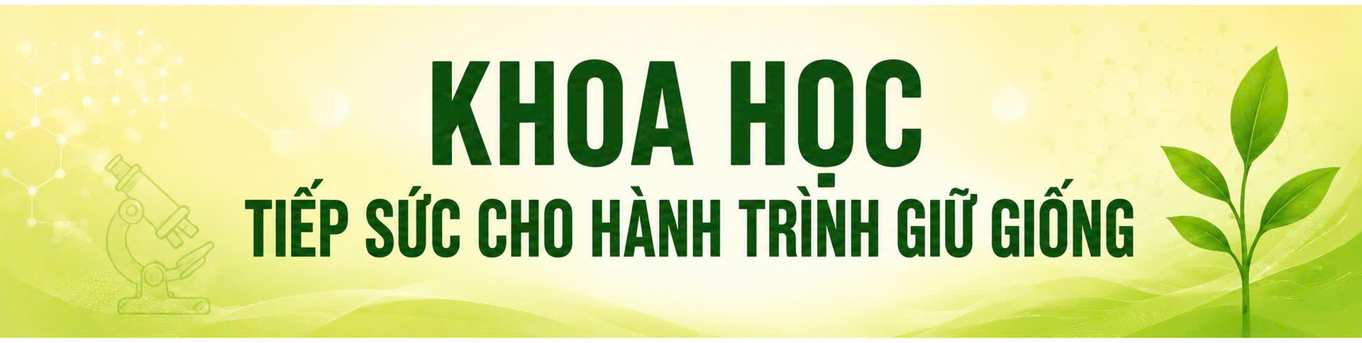 nếp Cay Nọi