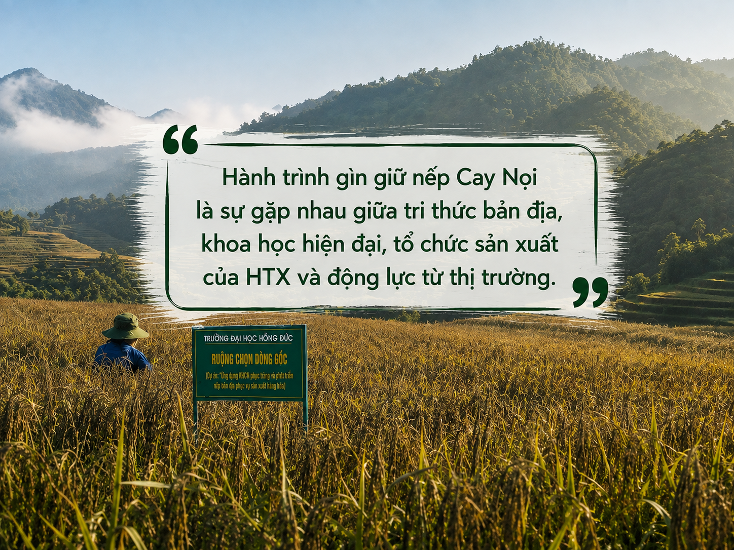 Nếp Cay Nọi
