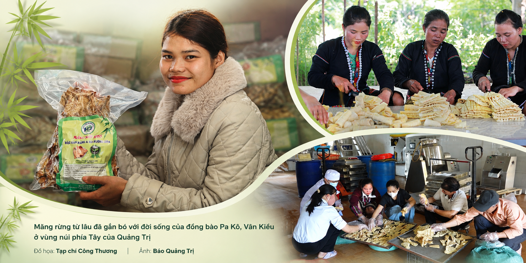 măng khô rừng