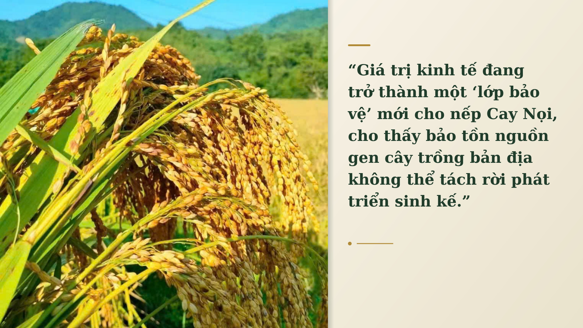 nếp Cay Nọi