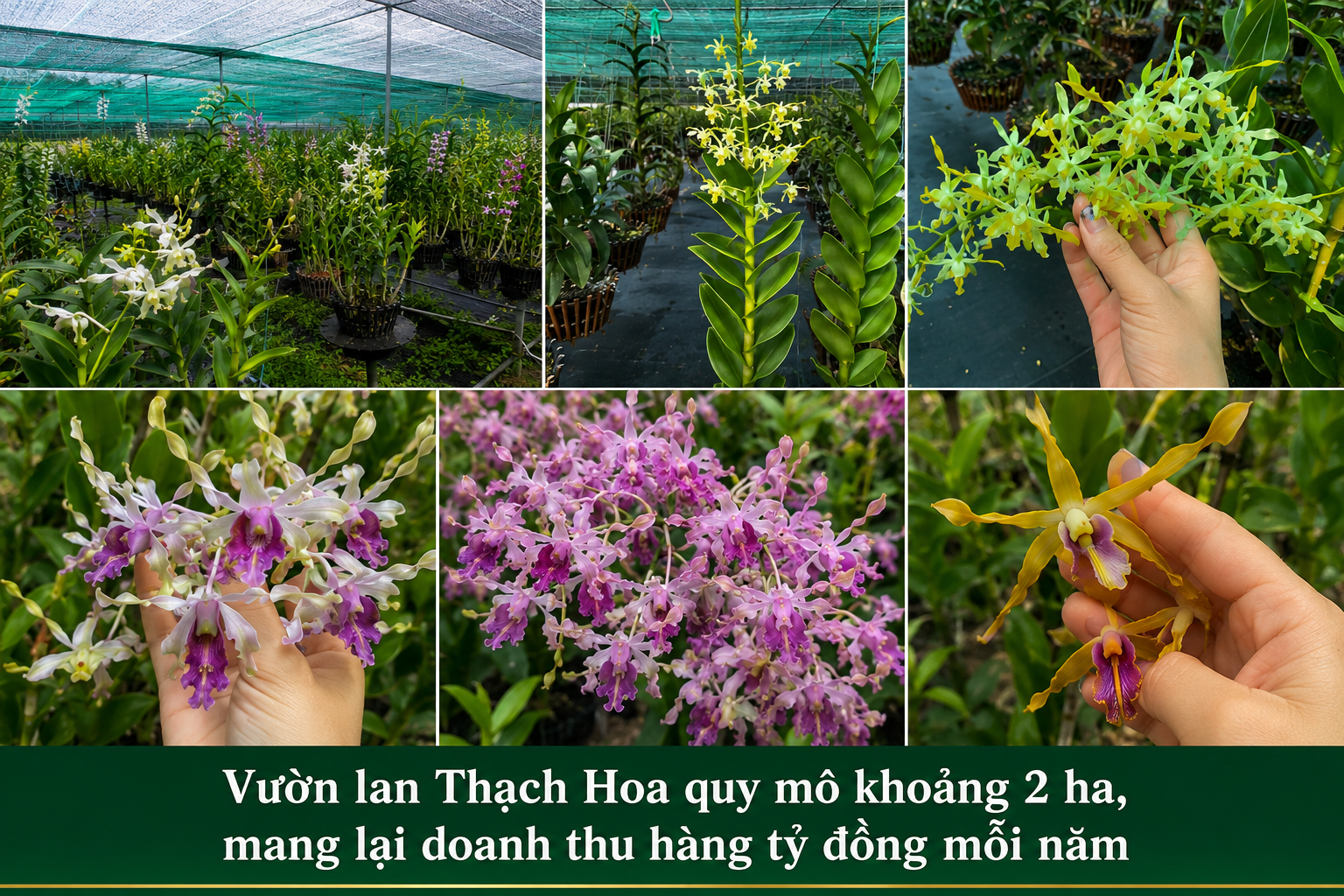 vườn lan