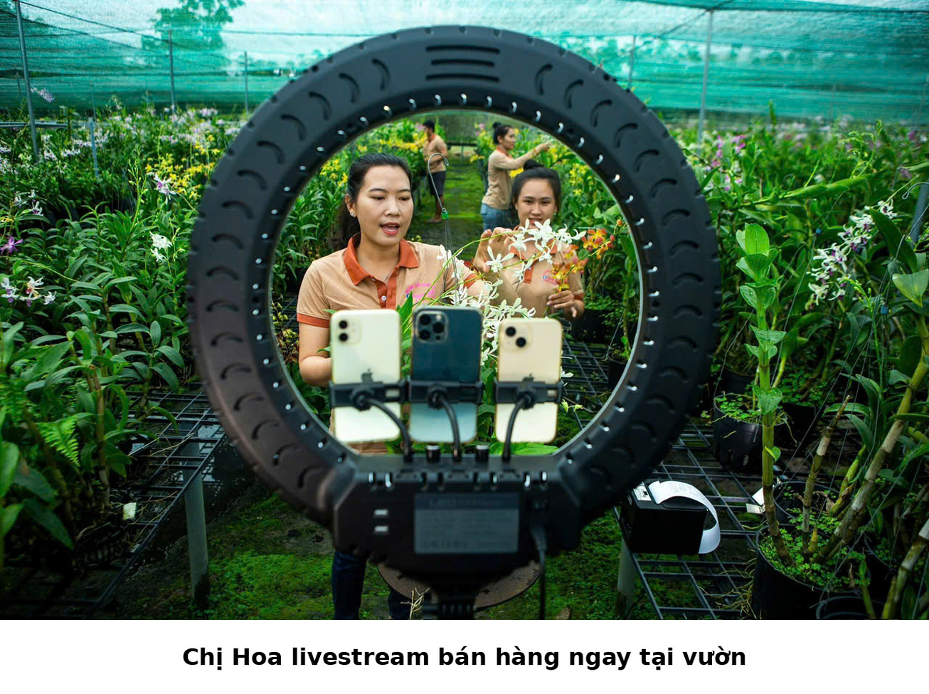 vườn lan