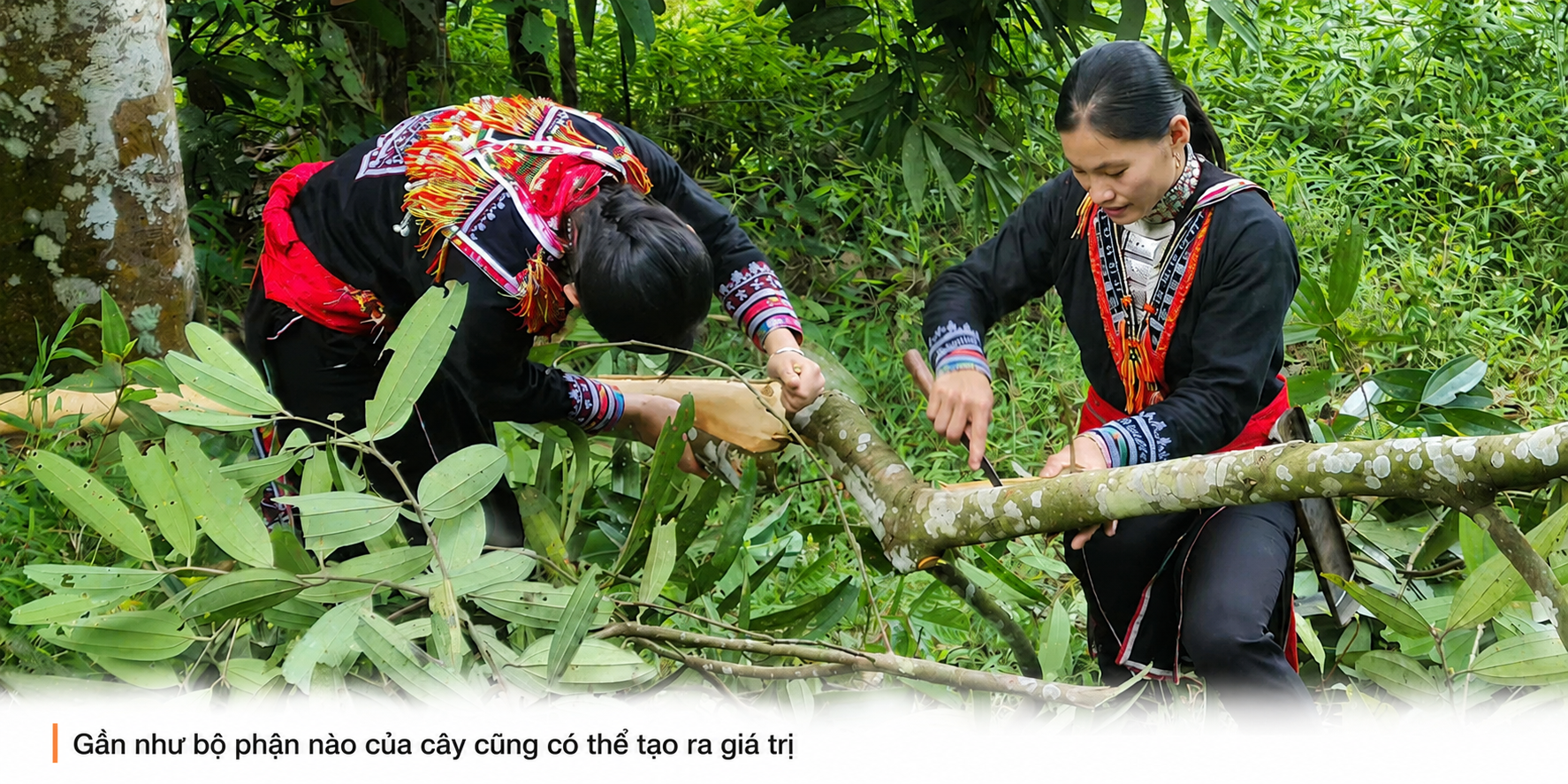 quế Nậm Đét