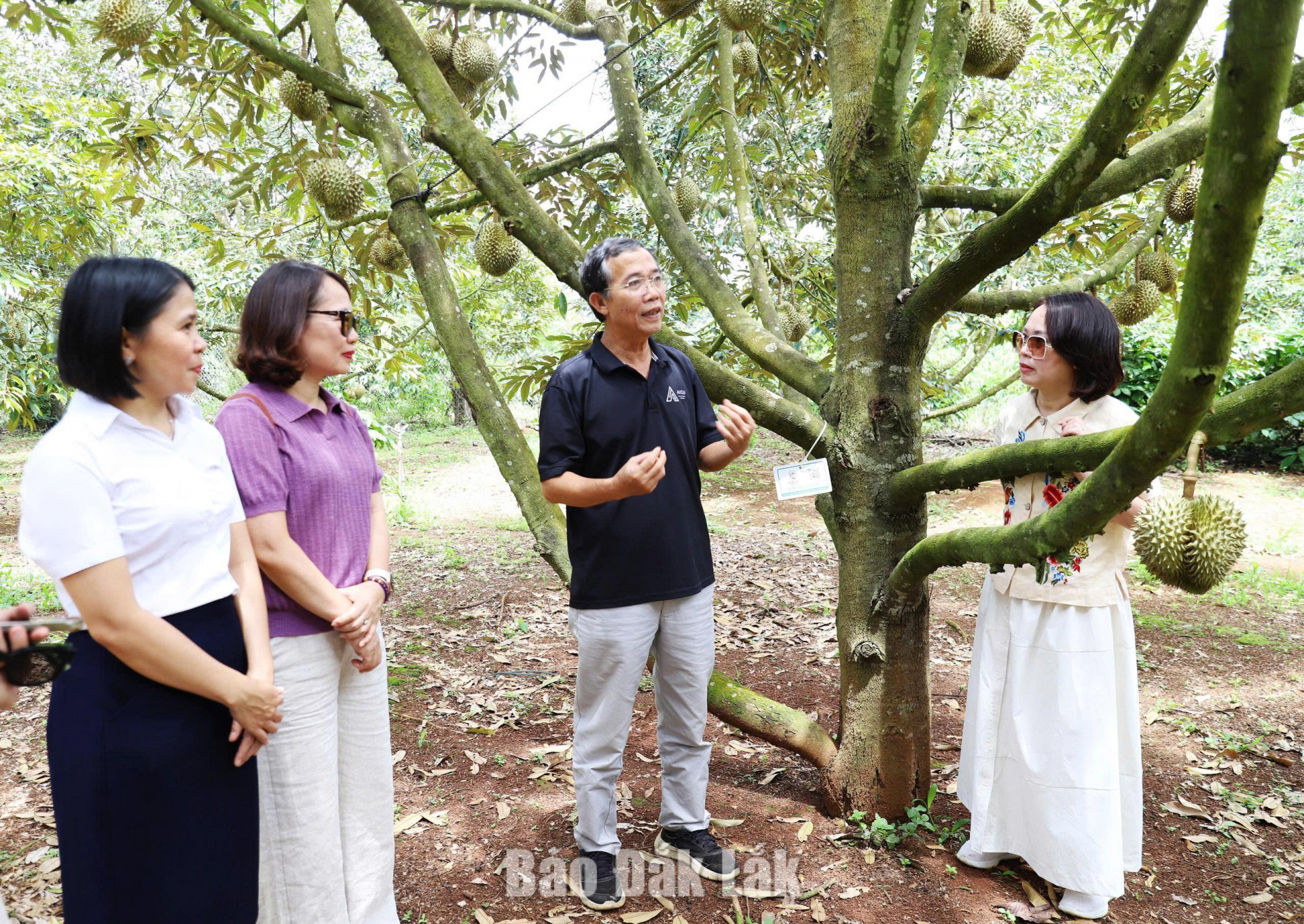 HTX Dịch vụ nông nghiệp sạch (xã Krông Pắc) đẩy mạnh ứng dụng khoa học công nghệ trong chăm sóc, quản lý cây sầu riêng.