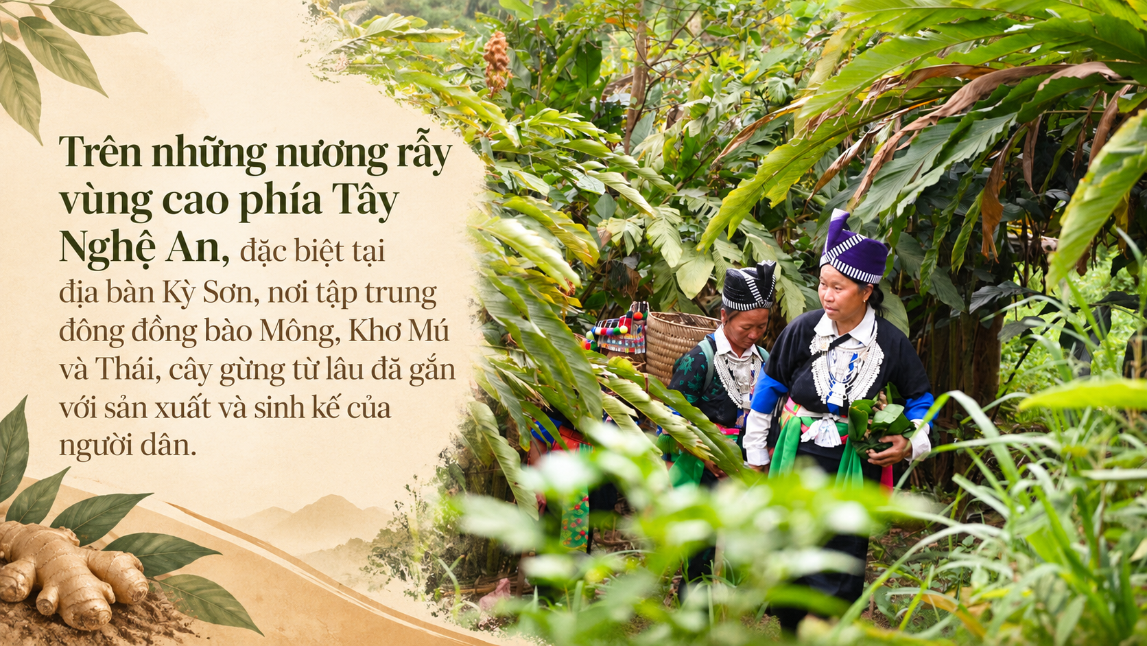 gừng Kỳ Sơn