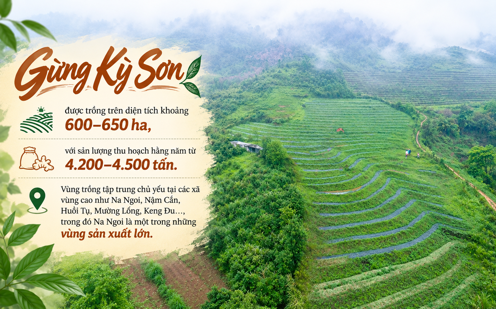 gừng Kỳ Sơn