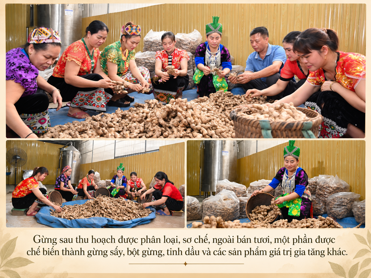 gừng Kỳ Sơn
