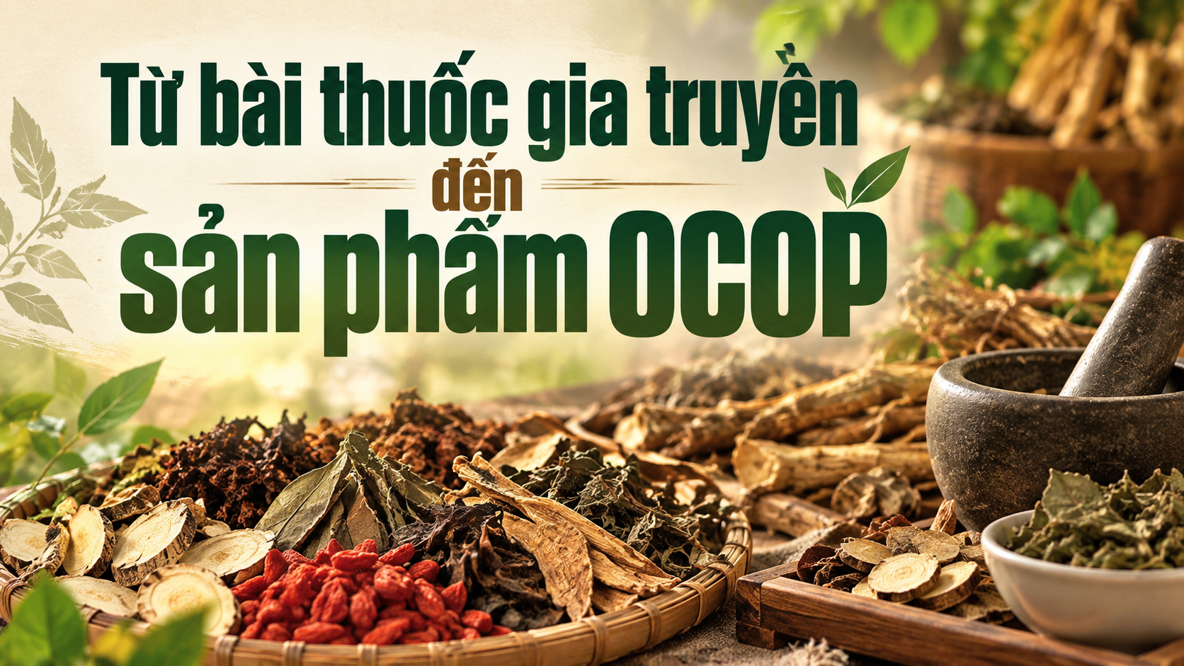 Để thuốc Nam người Dao Ba Vì sống cùng thị trường