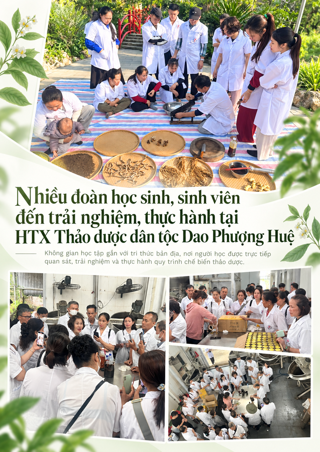 Để thuốc Nam người Dao Ba Vì sống cùng thị trường