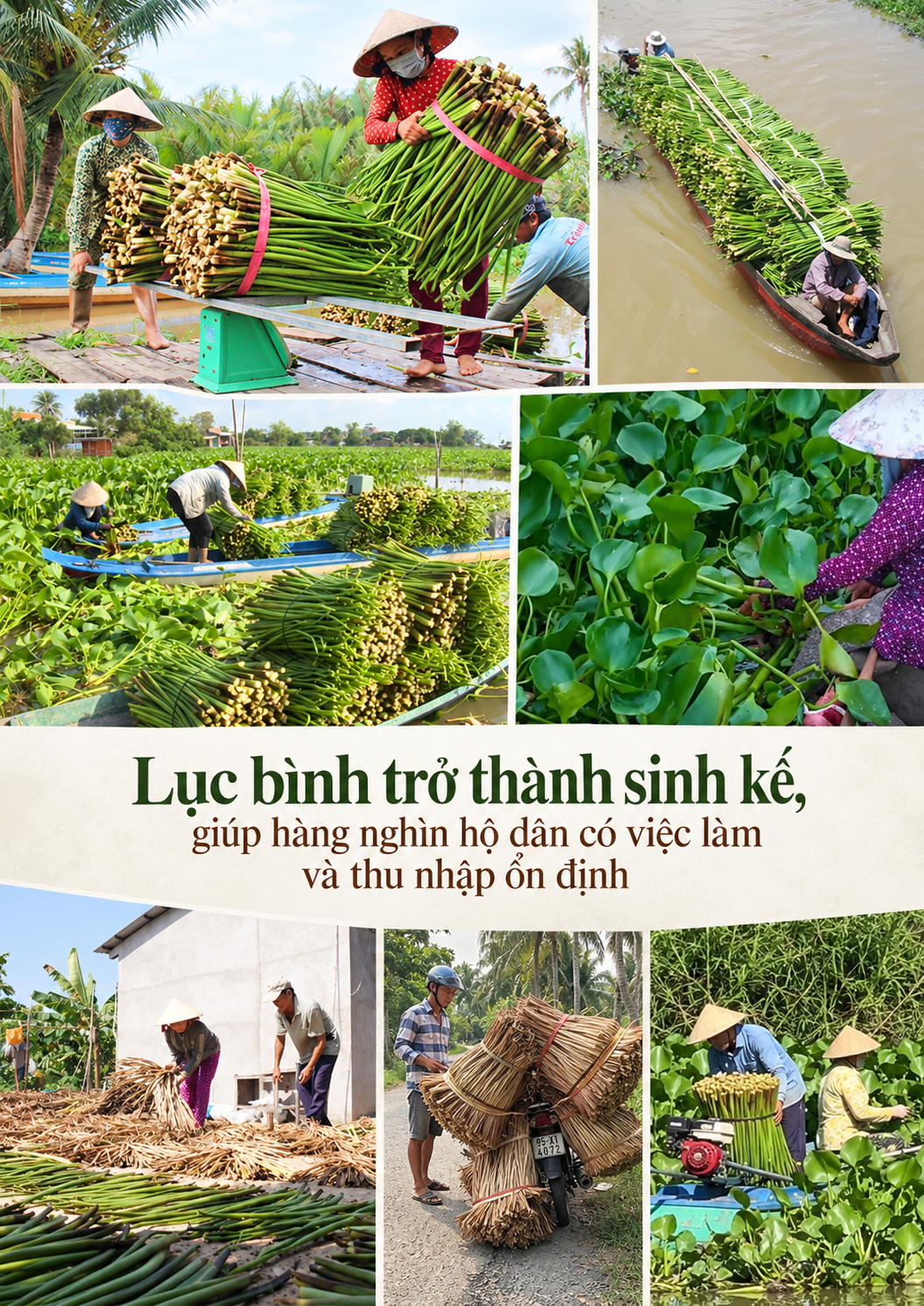 lục bình