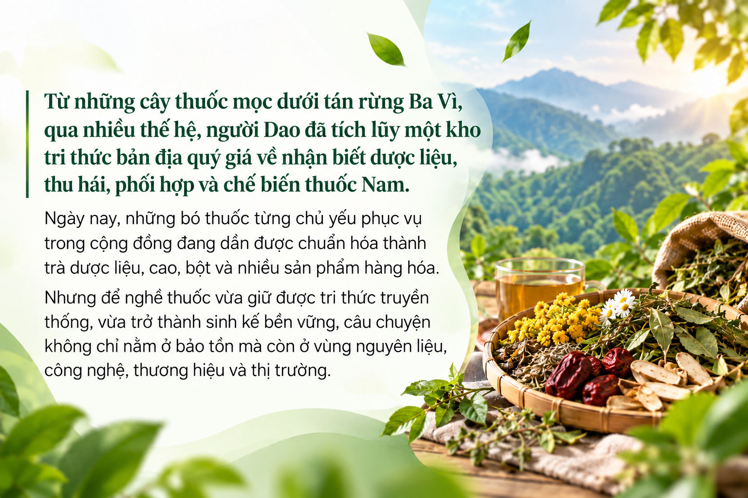 thuốc nam người Dao