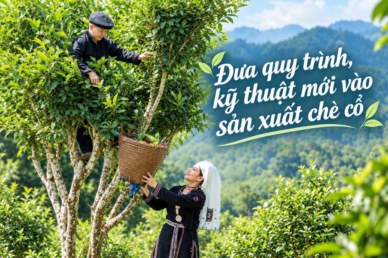 Chè San tuyết