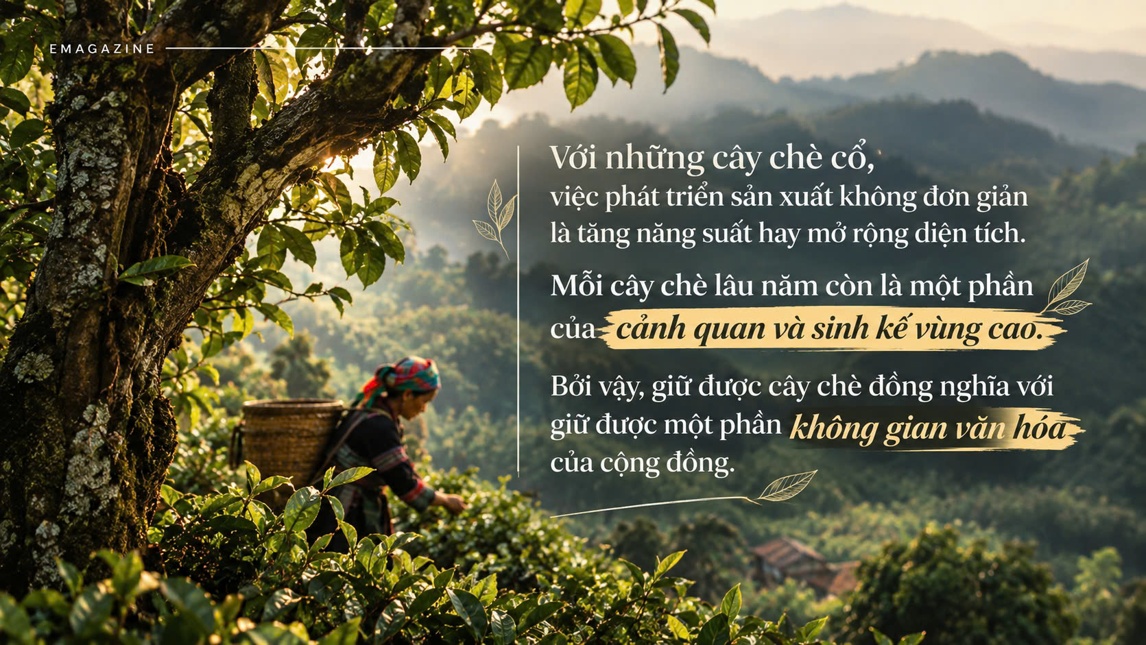 chè Shan tuyết