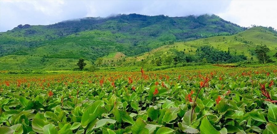 Miến dong Bình Liêu